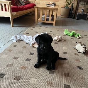 Meet your Posher, Thomas